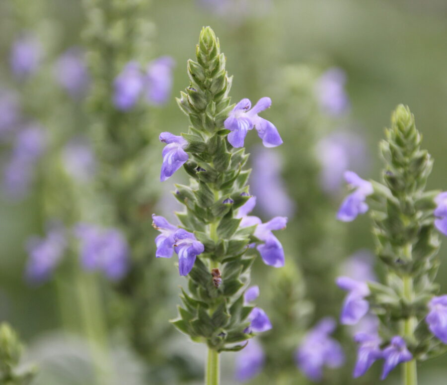 Chia flower are blooming, crop planting at the field.