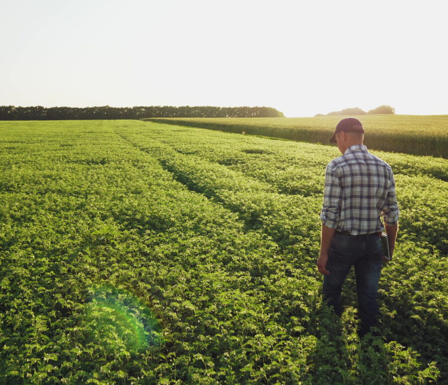 Fresh green chickpeas field. Farmer walking