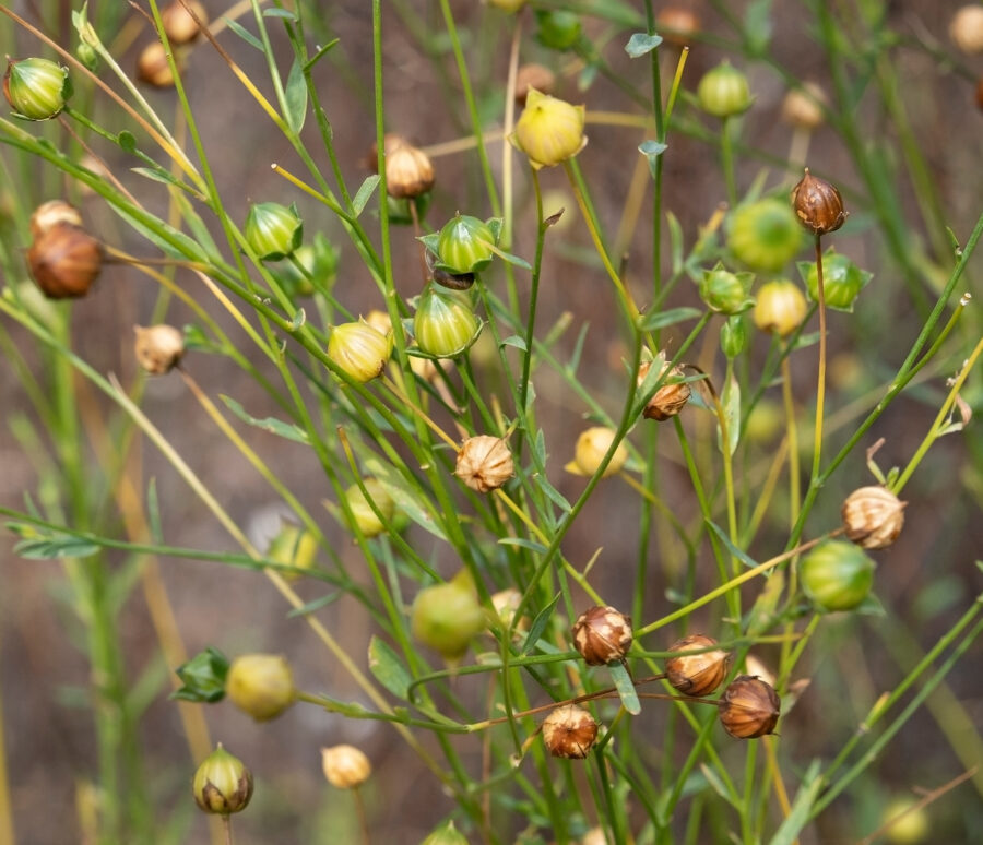 Field with flaxseed close up