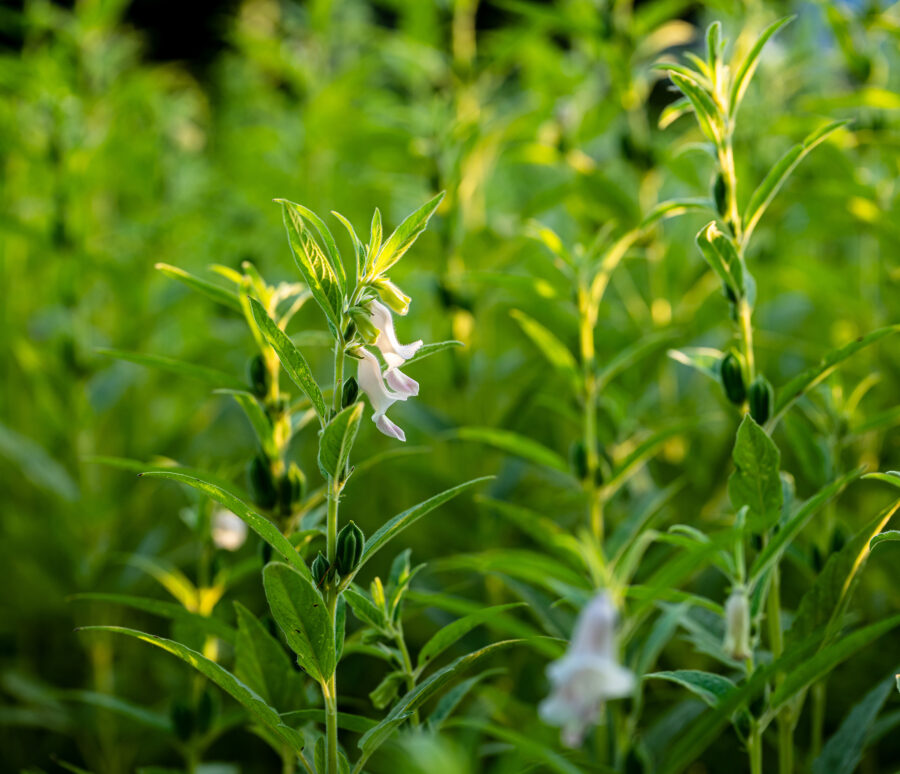 Farmland in the growth of sesame on tree in sesame plants.